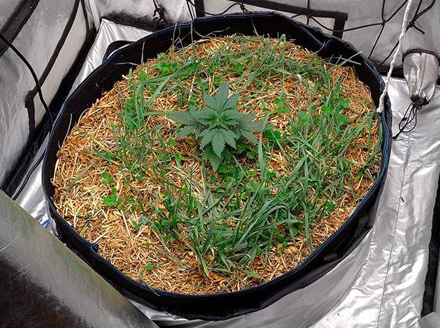 рост сорта конопли Blue Gelato 41 на 3ой неделе