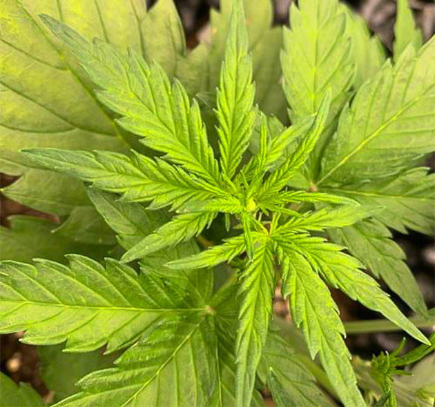 Развитие Auto Mokum’s Tulip на четвертой неделе