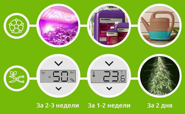 Увеличение убойности на стадиях цветения и харвеста