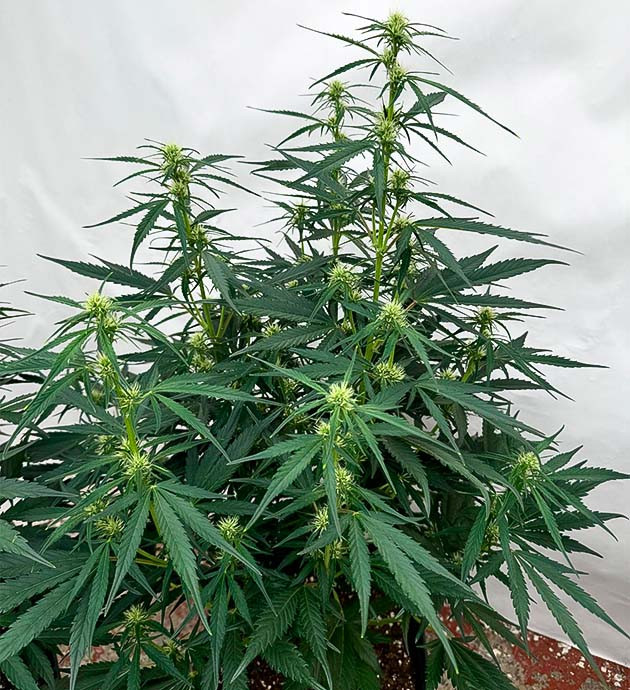 Первая неделя цветения и изменения в составе удобрений Куст Strawberry Gorilla Auto на 5 неделе выращивания