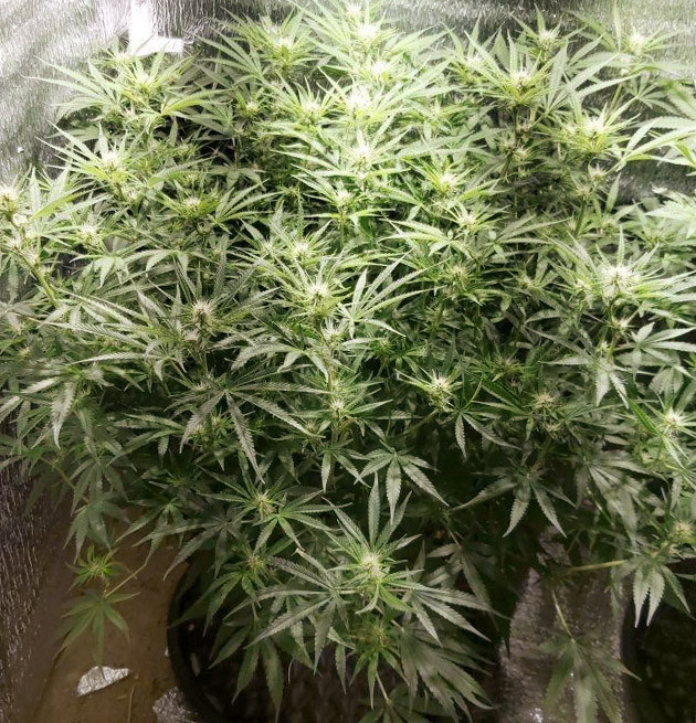 Начало стадии цветения на 50 день выращивания Стадия цветения