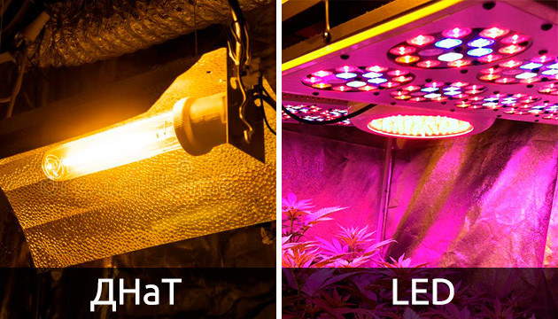 Освещение марихуаны LED и ДНаТ лампы для конопли