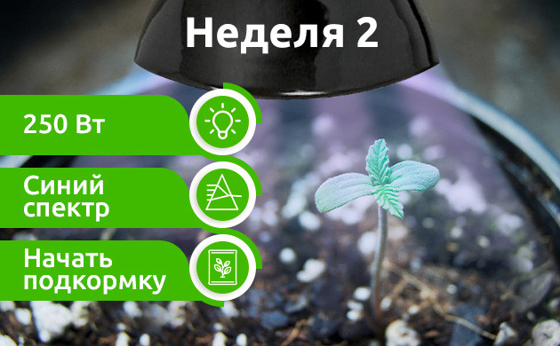 Неделя 2: Позднее проращивание