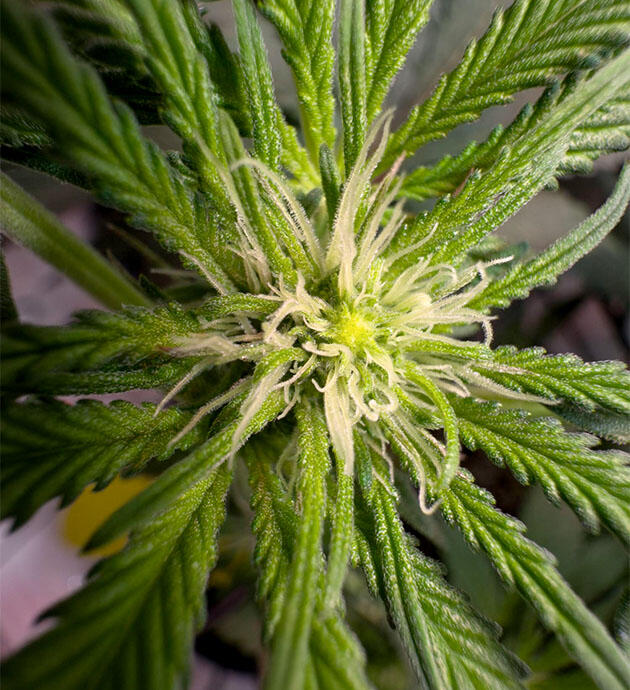 Конопля на 9 неделе роста