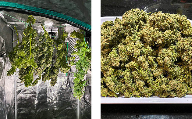 Время харвеста Сушка конопли и собранный урожай