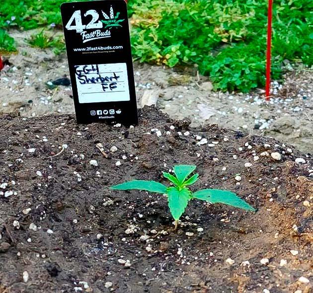 Пересадка саженца конопли в подготовленную лунку