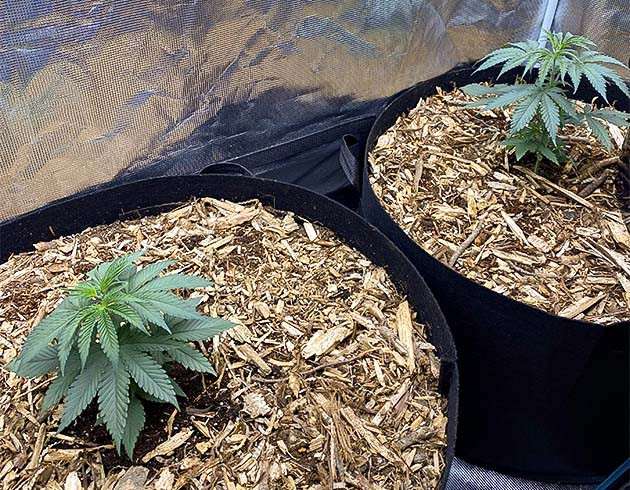 Пересадка ростков King's Juice от Green House Seeds