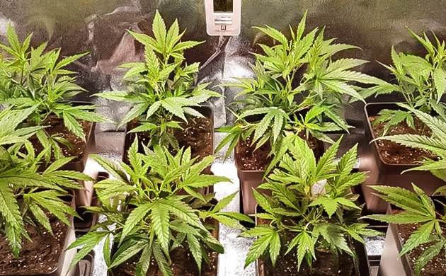 Jack Herer на третьей неделе