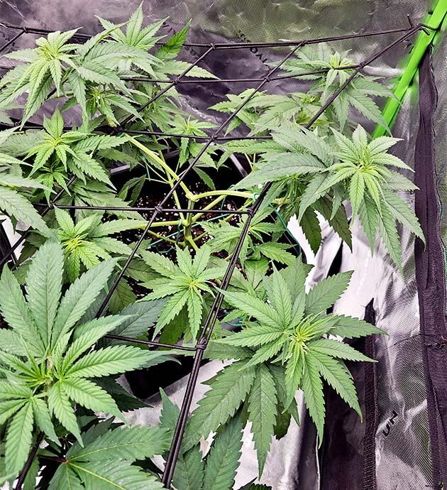 Активный рост марихуаны и установка сетки ScrOG Куст Apple Betty от Herbies Seeds на 6 неделе