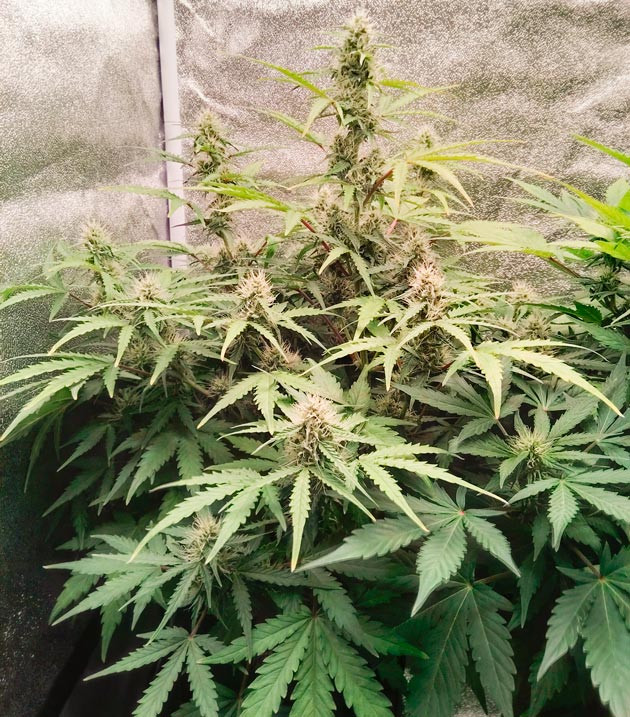 Усилился запах конопли