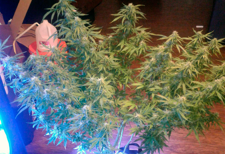 Куст марихуаны Scout Cookies auto после дефолиации