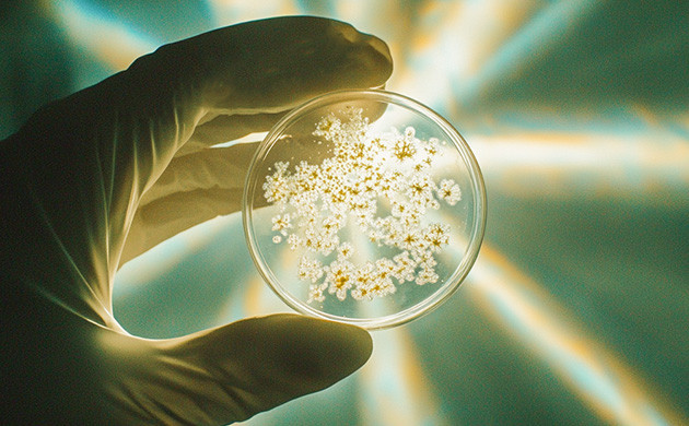 Насколько опасен фузариоз