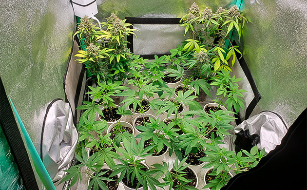 Два куста в пластиковых стаканах в углах гроубокса