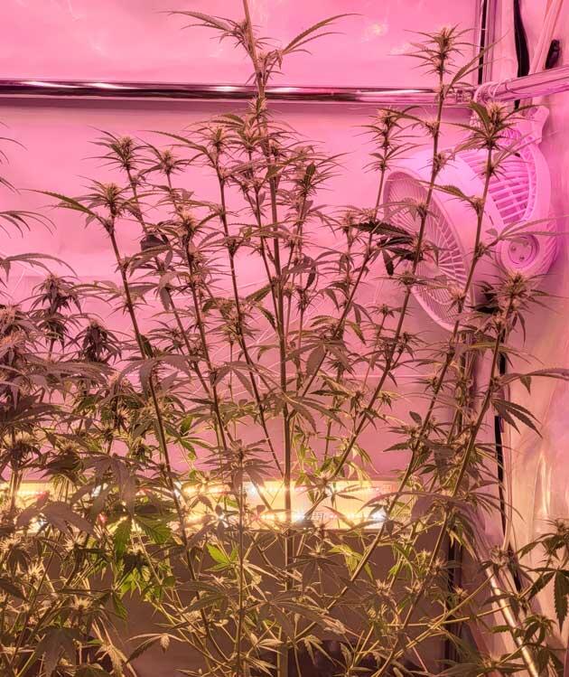 Полив и стимуляторы по листу Куст Grand Gorilla Purple Auto на фазе цветения