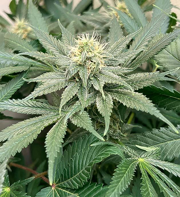 Куст Mac n’ Jack R1 от Ethos Genetics на 9 неделе