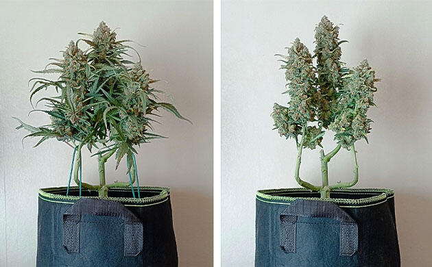 Предварительный трим и харвест 2-х кустов 10 неделя выращивания White Widow Auto