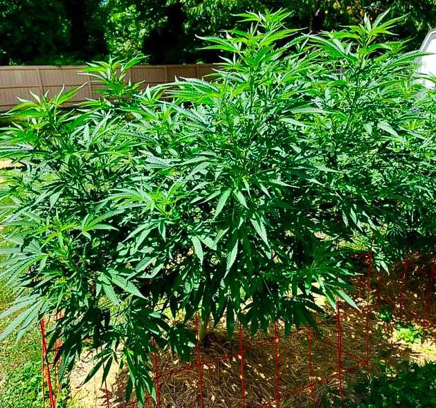 Конопля на 12 неделе роста