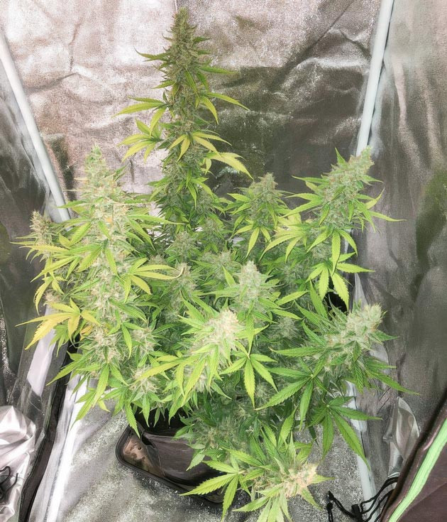 Возвращение калмага для куста Pink Rozay Auto