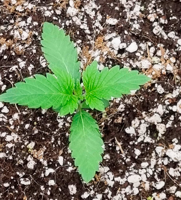 Проращивание конопли Росток сорта Runtz