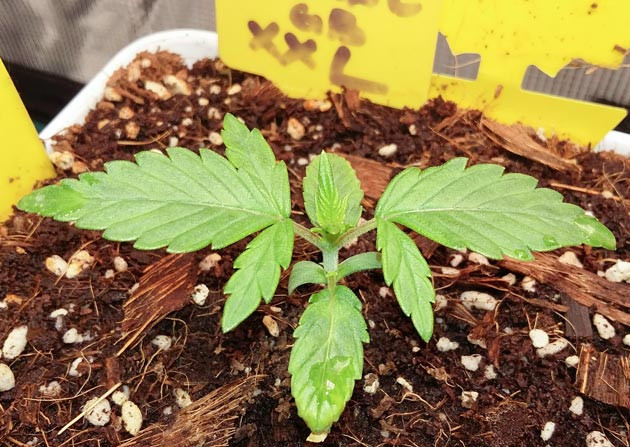 Увеличение размера листьев конопли на 3 неделе выращивания