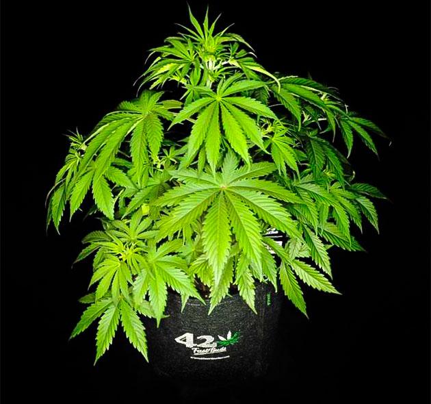 Проведение тренировок и увеличение полива Куст Guava Auto на 4 неделе развития