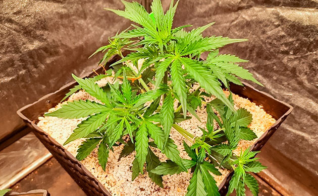 Johnny Cage Auto дневник по выращиванию Стимуляция роста куста Johnny Cage Auto