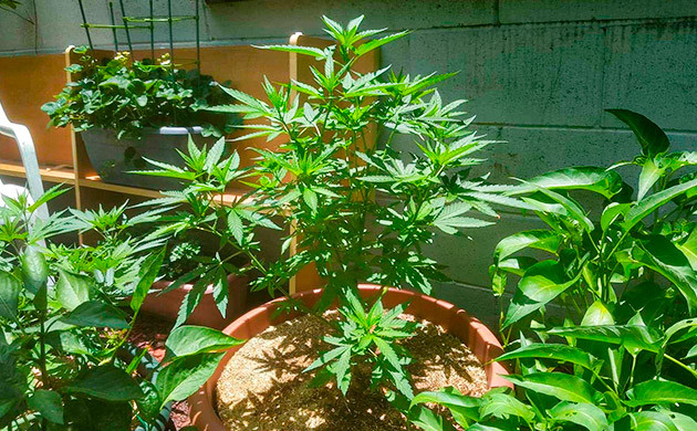 Куст марихуаны Pineapple Chunk