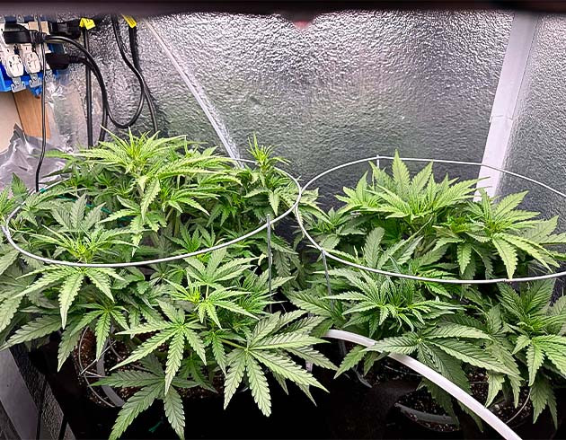 Применение дефолиации для сорта Godzilla Cookies Auto Начало стадии цветения марихуаны