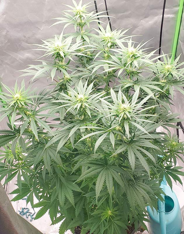 Перевод на цветение куста Bruce Banner #3