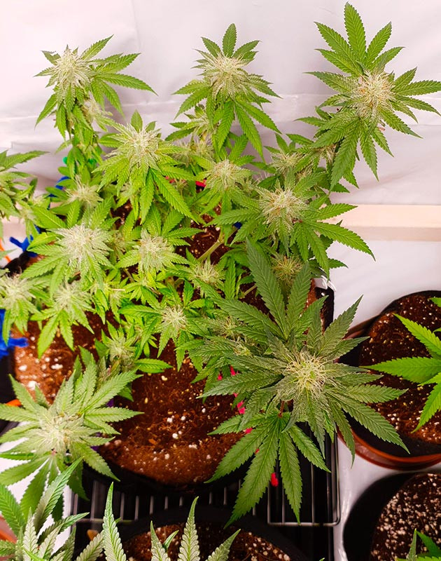 Формирование множества бутонов на растении марихуаны