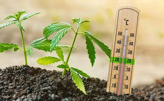 заболевания корней Заболевания на фоне переохлаждения корневой системы