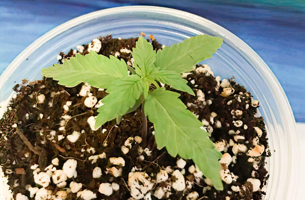 Развитие куста и состав удобрений Росток Gorilla 4 Autoflower от Easy Grow Seeds на 2 неделе