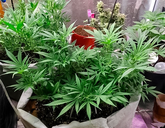 10 неделя роста Godfather OG Auto Куст марихуаны ростом 35 см