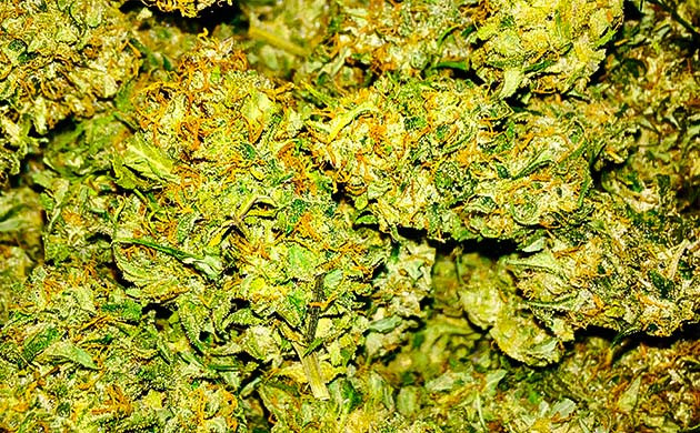 Собранные шишки конопли