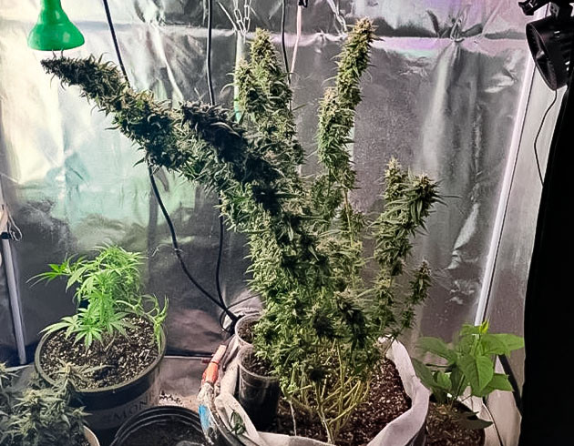 20 неделя роста каннабиса Созревшие шишки марихуаны