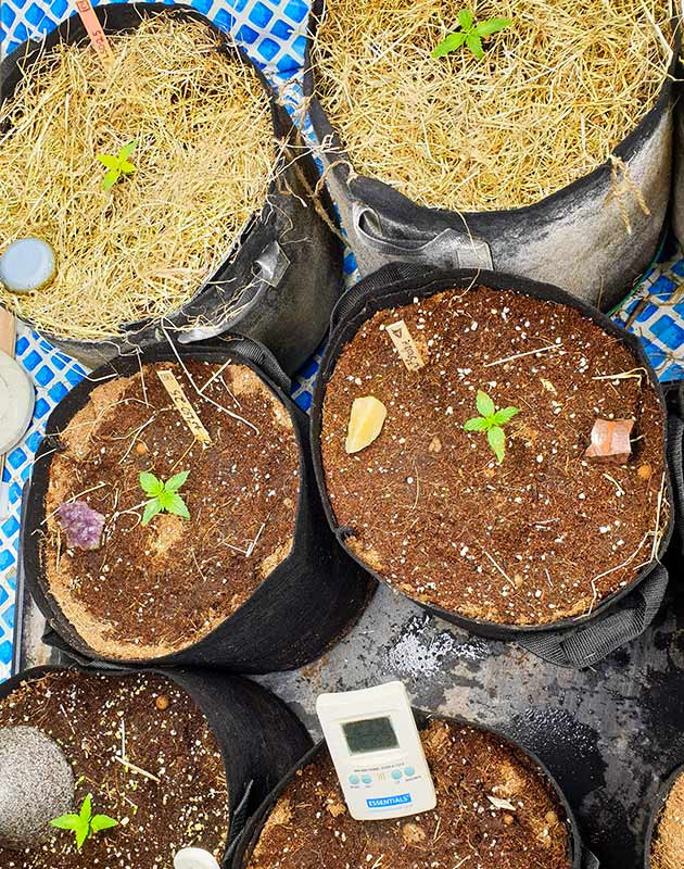 2 неделя выращивания Smoothie Auto справа Покрытие супергрунта мульчей