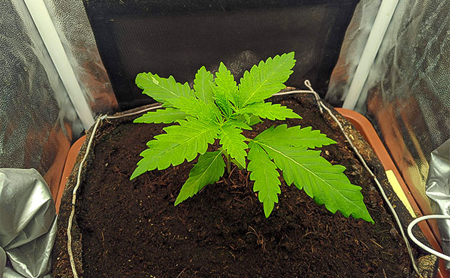 Gorilla Zkittlez: первый полив и устойчивость ростка