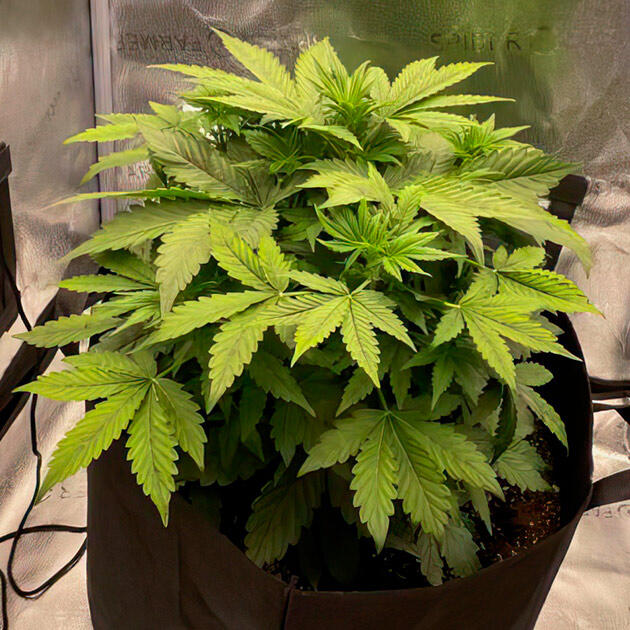 Марихуана ростом 35 см