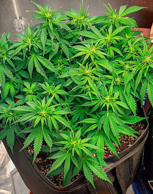 Куст Crystal WW Autoflower от Easy Grow Seeds на 7 неделе