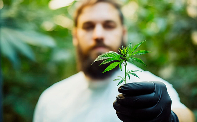 Специальные коллекции сидбанков и нишевые гроверы