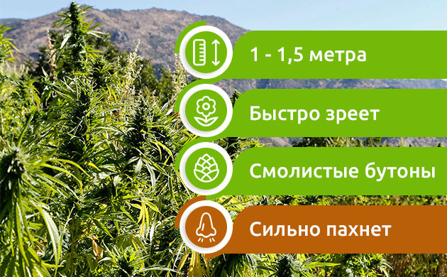 Особенности афганской конопли Преимущества и недостатки афганской конопли