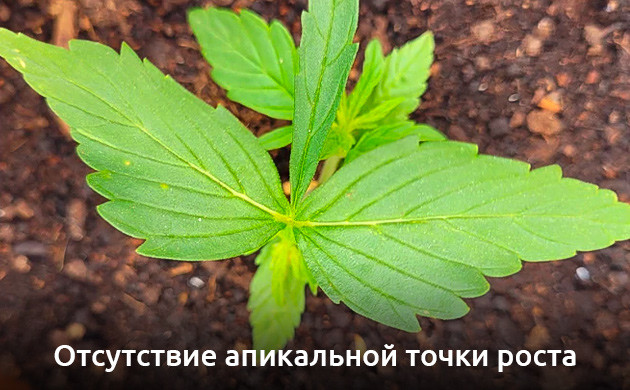 Вид мутации каннабиса Отсутствие апикальной точки роста