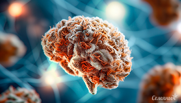 Марихуана и память