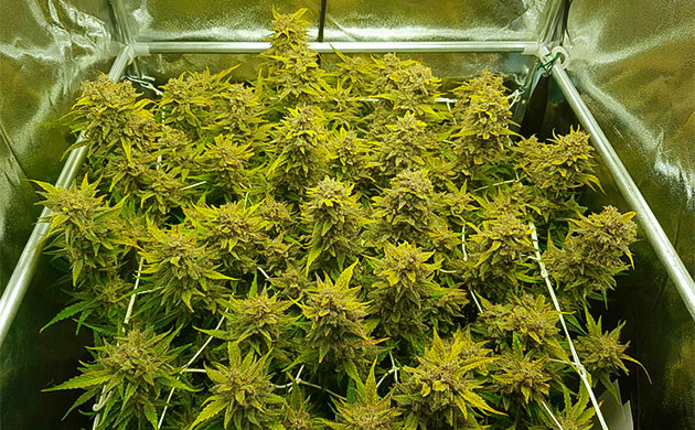 Растение марихуаны перед сбором урожая