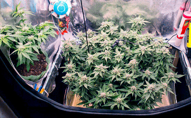 Развитие Power Plant X fem на 13 неделе грова