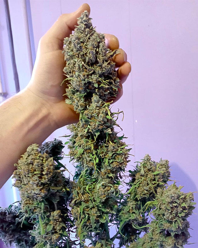 Подготовка к харвесту оставшихся кустов Куст White Widow Auto от FastBuds на последней неделе