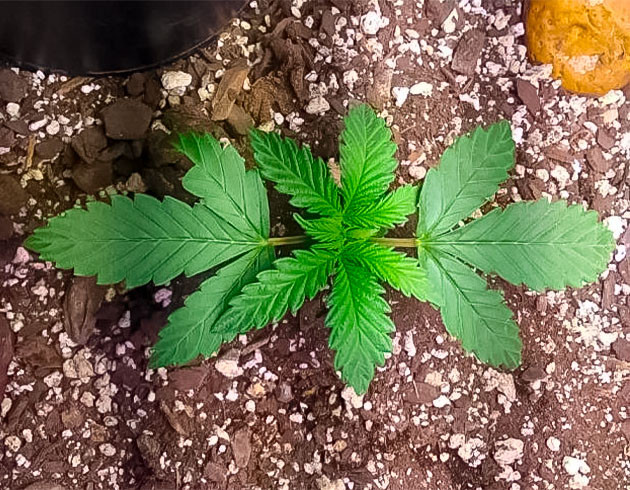 Полив конопли 3 неделя роста каннабиса