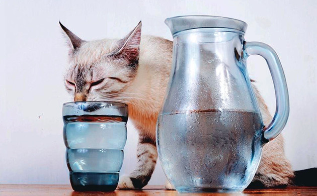 Кот пьющий воду