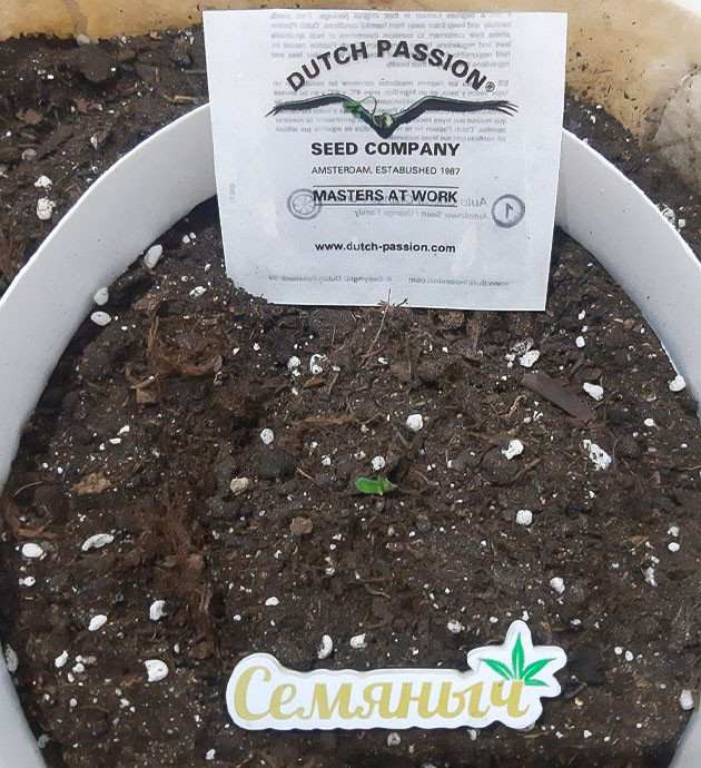 Уход за ростком Critical Orange Punch Auto