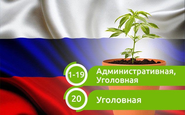 Наказания за выращивание конопли в России Количество выращиваемых кустов и наказания